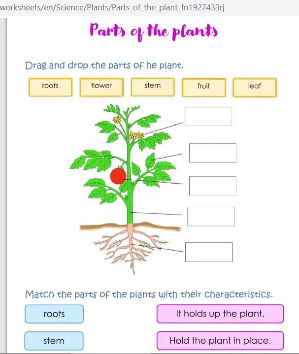 Liveworksheet là gì? Cách sử dụng liveworksheet 8